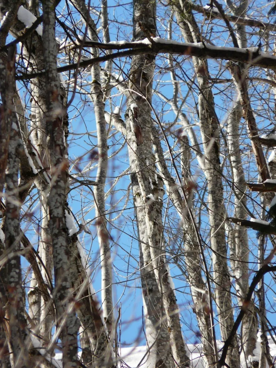Snow-laden trees on the mountainside
